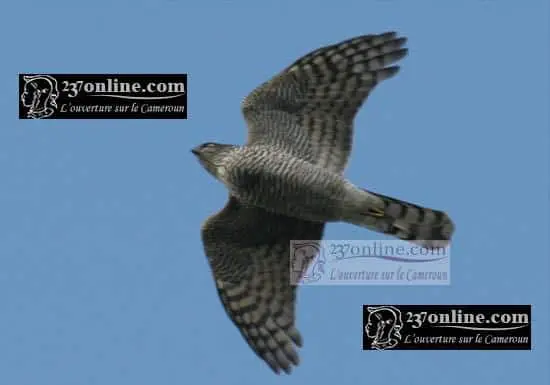 Cameroun: Olanguena Awono dévoile les « Mensonges d’Etat » de l’opération epervier