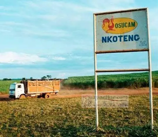 Cameroun – Agro-industrie : Menace sur des parcelles de la Sosucam