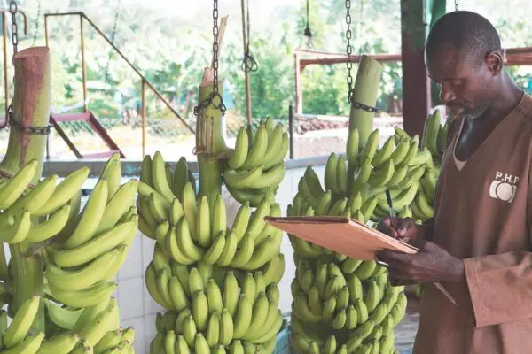 Cameroun : la production de banane en forte croissance en 2022