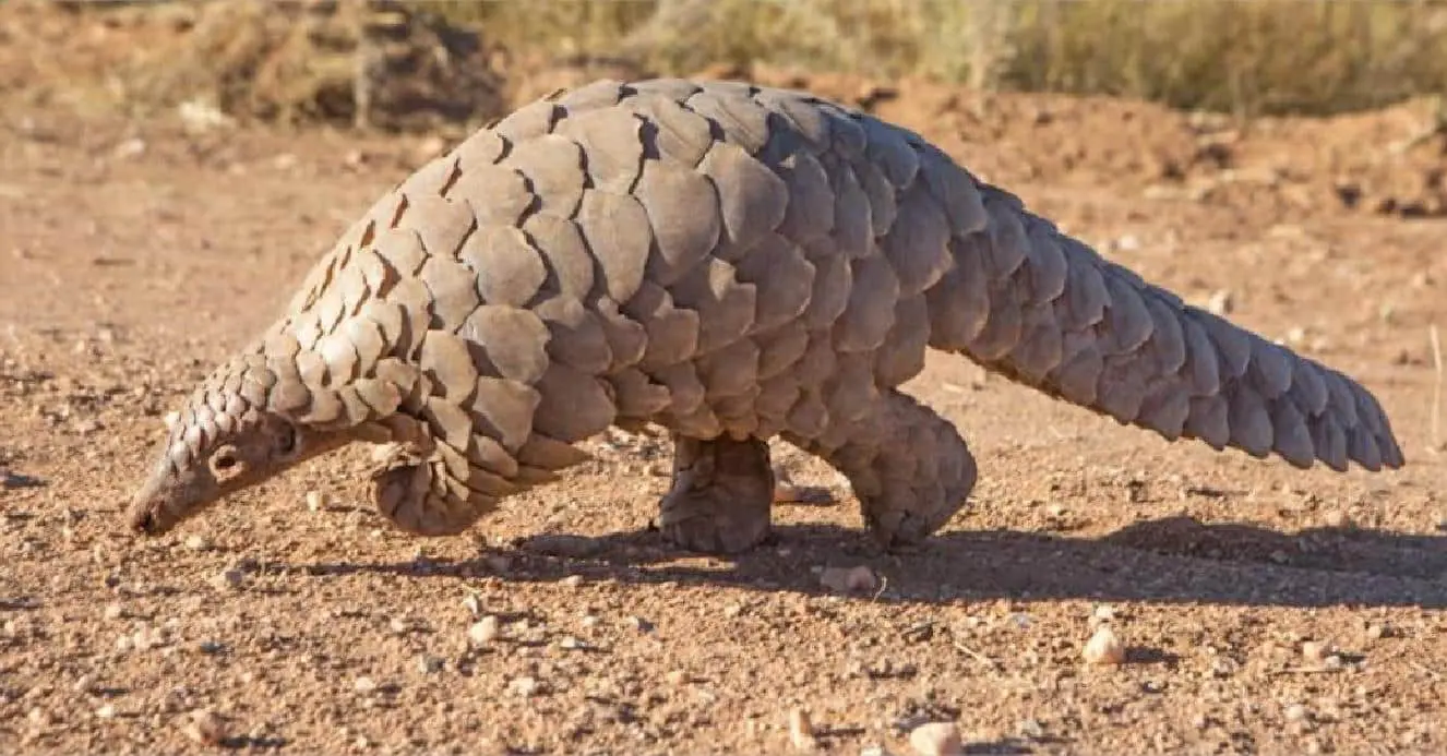 pangolin