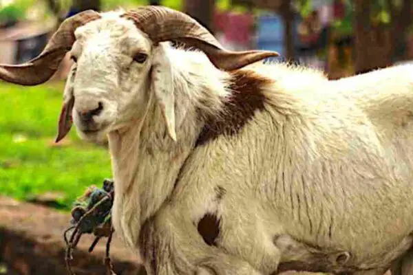 Cameroun : Paul Biya décrète le 17 juin férié pour la Tabaski, les prix stables !