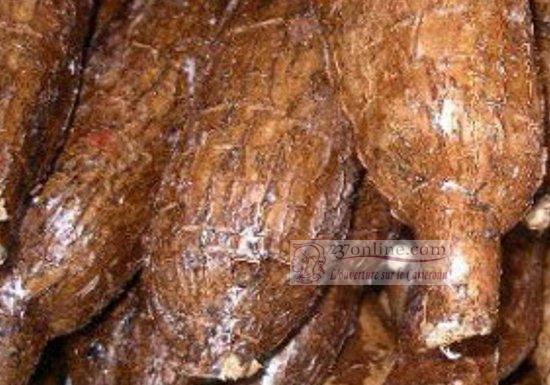 Manioc