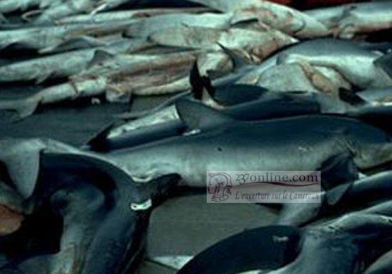 Poissons frais