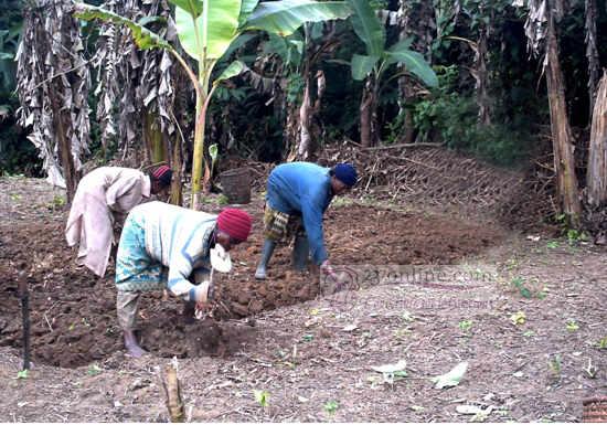 Cameroun: Comment l’agriculture urbaine nourrit Yaoundé