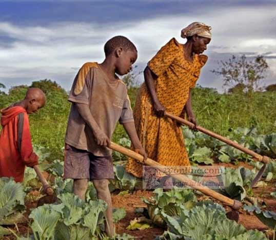 Cameroun – Modernisation de l’agriculture: Où en sommes-nous?