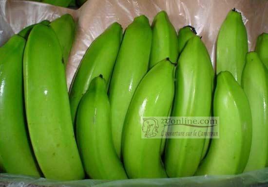 banana plantain