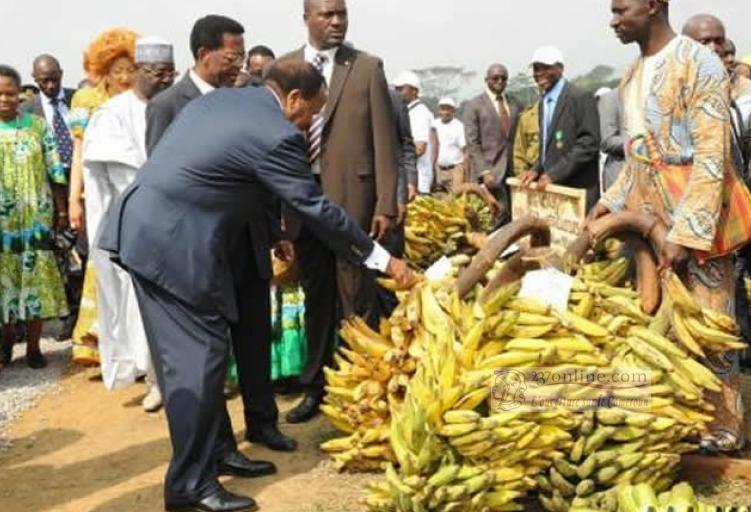 Cameroun: la filière banane à la peine