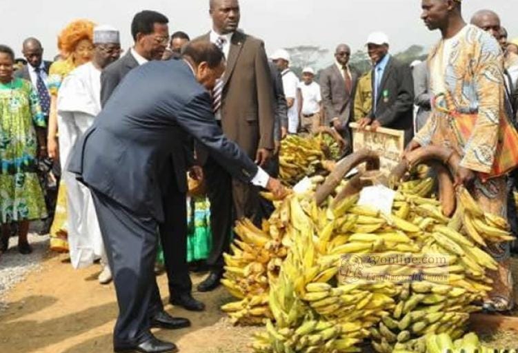 Baisse des exportations de la banane camerounaise