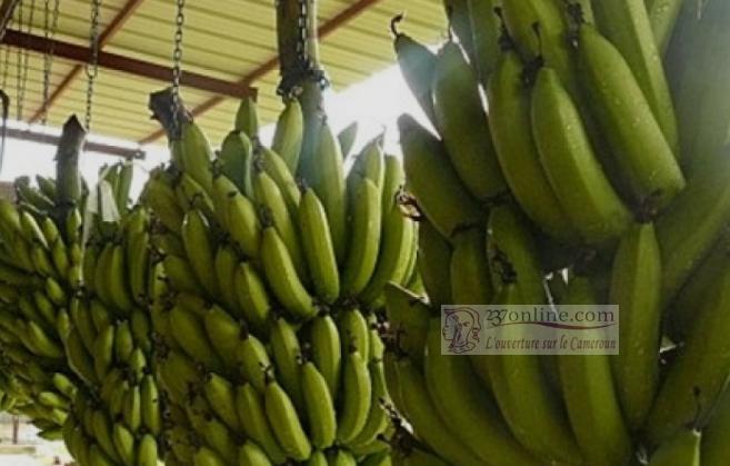 Le Cameroun a vendu 22 000 tonnes de bananes en février 2019