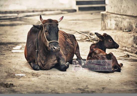 Cameroun: De la viande de bœuf empoisonnée sur le marché