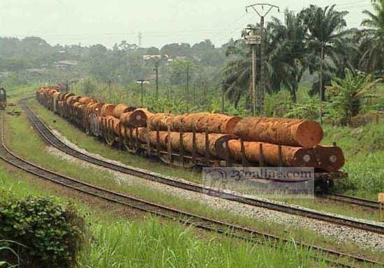 Bille de bois entrain d'être transportée