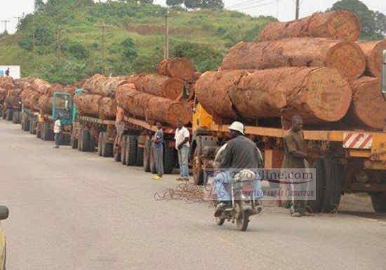 Filière bois : Rougier dépose le bilan et accuse « l’engorgement du port de Douala » d’avoir causé sa chute