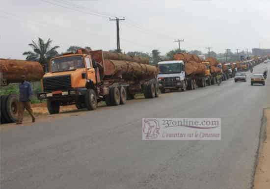 Cameroun: 500 entreprises forestières sanctionnées au 4 è trimestre 2016
