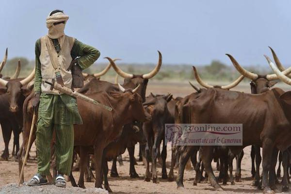 Cameroun: Un berger Bororo poignardé à mort par un agriculteur