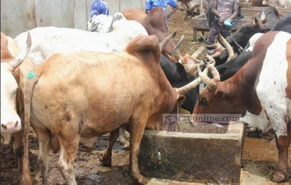 Cameroun: Des initiatives pour améliorer la production animale en 2016