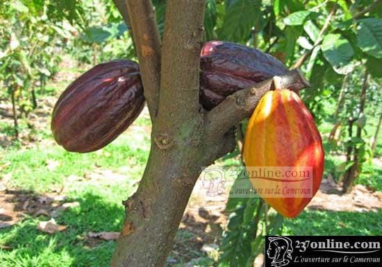 Au Ghana, les producteurs de cacao piégés dans une trappe à pauvreté