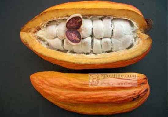 Cameroun: Le cacao, aphrodisiaque par excellence