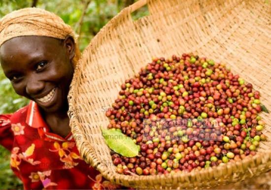 Cameroun: 32 000 tonnes de Café produites en 2014