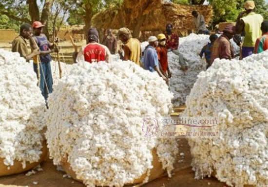 Cameroun: 11 milliards FCFA pour relancer la Sodecoton et Semry