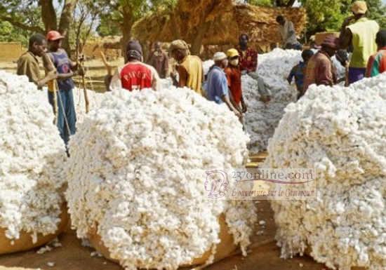 Cameroun: Vers la relance de la filière coton-textile-confection