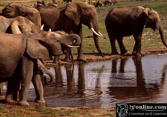 Cameroun – EST: 400 éléphants abattus par an :: Cameroon