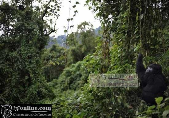 Cameroun : vers l’inventaire des gaz à effet de serre