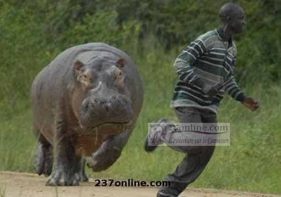 Cameroun : Des hippopotames tuent dans le Logone