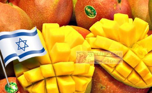 Israël envoie 2 experts pour améliorer la production des mangues au Cameroun (Mango Mission)