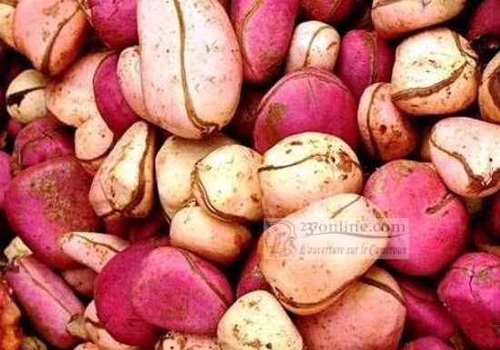 kola