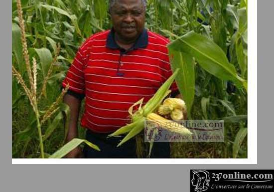 Cameroun: Comment relever l’offre locale de la production de maïs ?