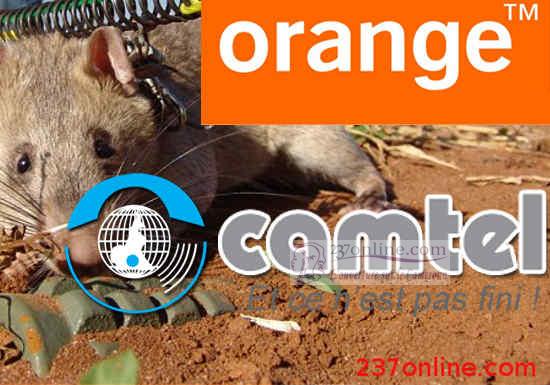 La fibre se coupe entre Camtel et orange Cameroun