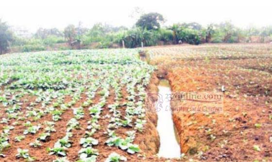 Cameroun: Comment créer et suivre une plantation de pistache ?