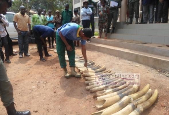 Cameroun: La légion de gendarmerie de l’Est saisit 25 pointes d’ivoire
