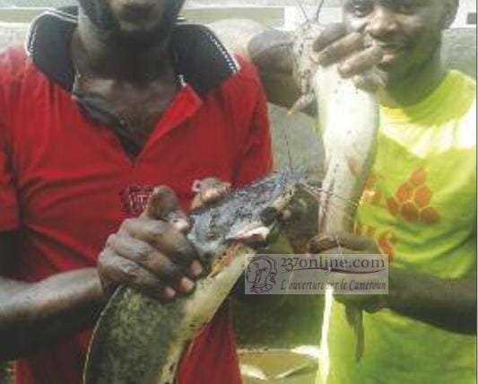 poissons Dja et Lobo
