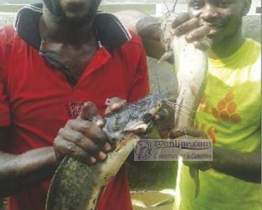 Fish farming: Women and Youths in Aquaculture receive support