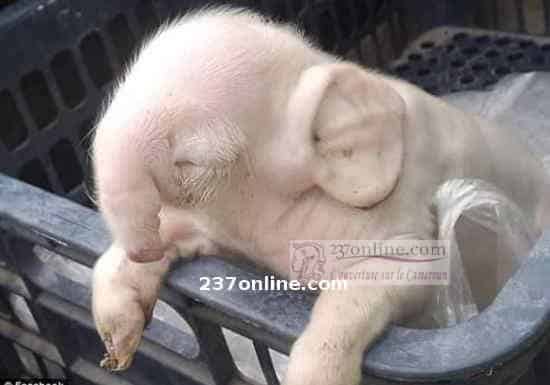 Cameroun: Une truie donne naissance à des éléphanteaux à Maroua