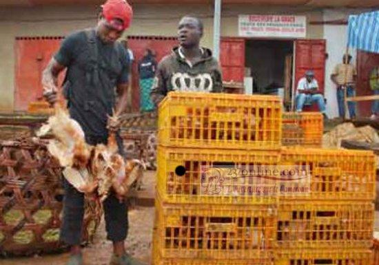Cameroun: Le prix du poulet prend des ailes sur le marché 1 Vendeurs de Poulets