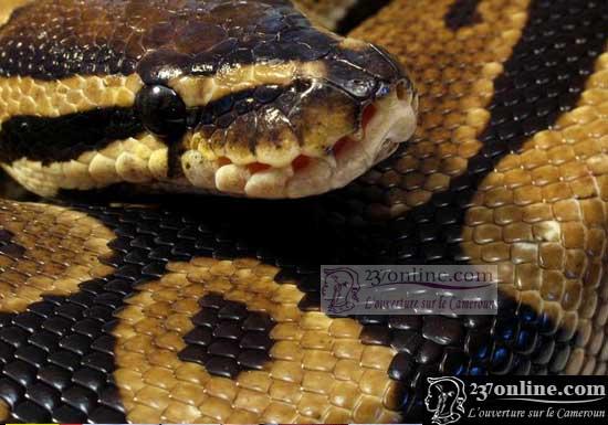 python