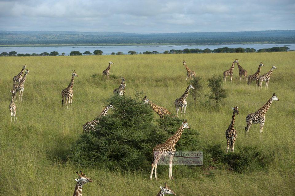 Biodiversité : Des espèces menacées d’extinction au Cameroun