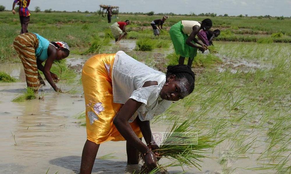 Cameroun: L’État veut booster la production du riz