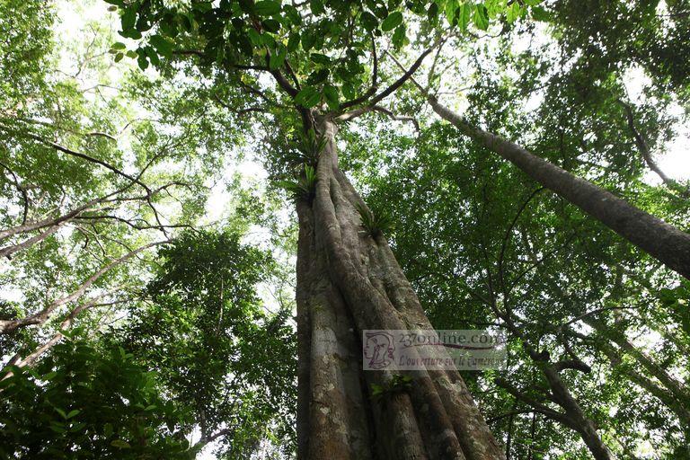 Ebo, Campo et Kom: Le Cameroun brade ses forêts