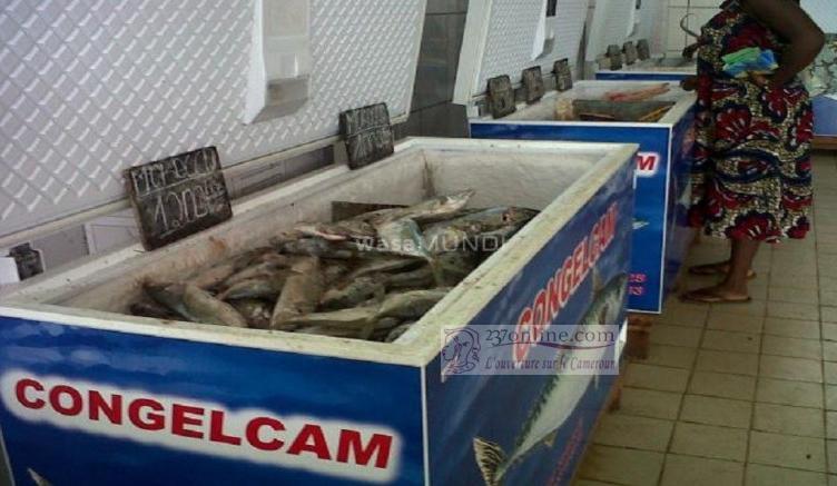 Affaire Congelcam : Au cœur de l’histoire du poisson saisie à Obala et détruit à Monatélé