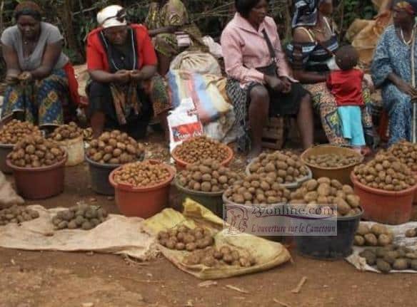 Cameroun: Ouest et Nord-Ouest cumulent 80 % de la production nationale de la pomme de terre