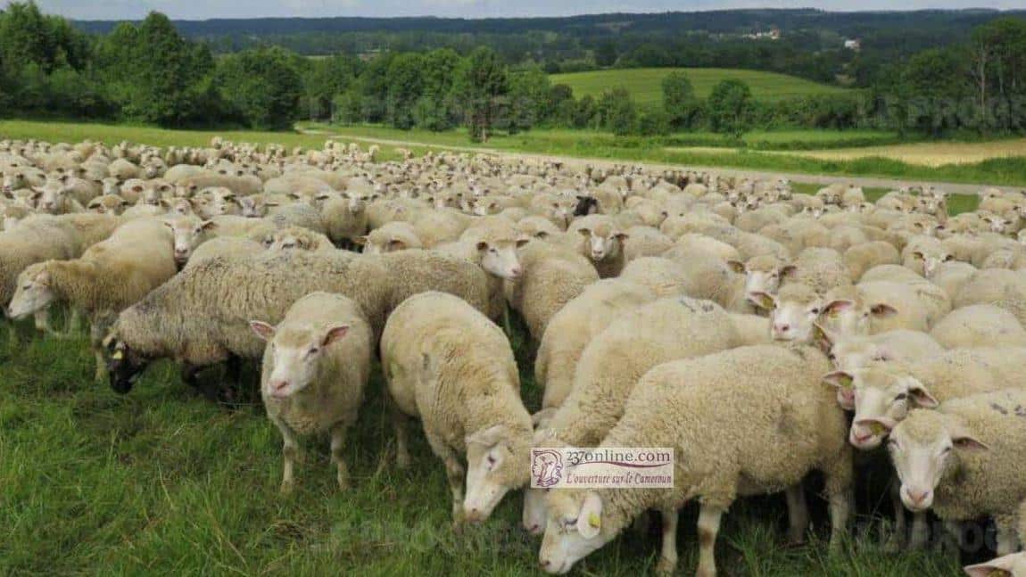 cropped mouton 1