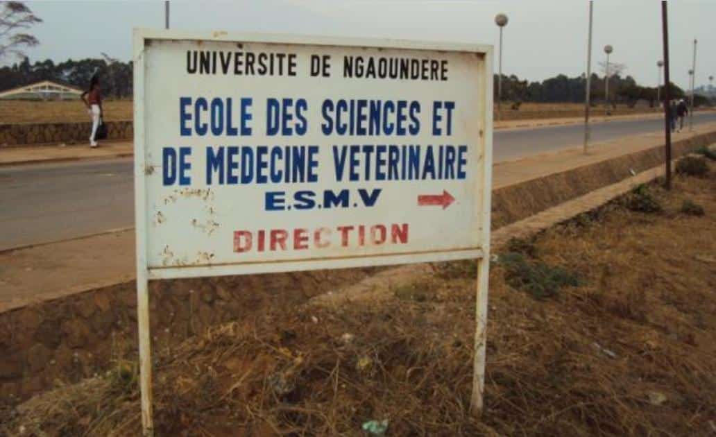 Résultats concours des Docteurs Vétérinaires de l’ESMV de l’Université de Ngaoundéré 2019