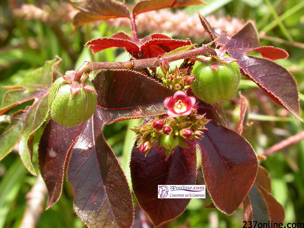 VIH-Sida : enfin un traitement miracle à la portée de tous 2 jatropha