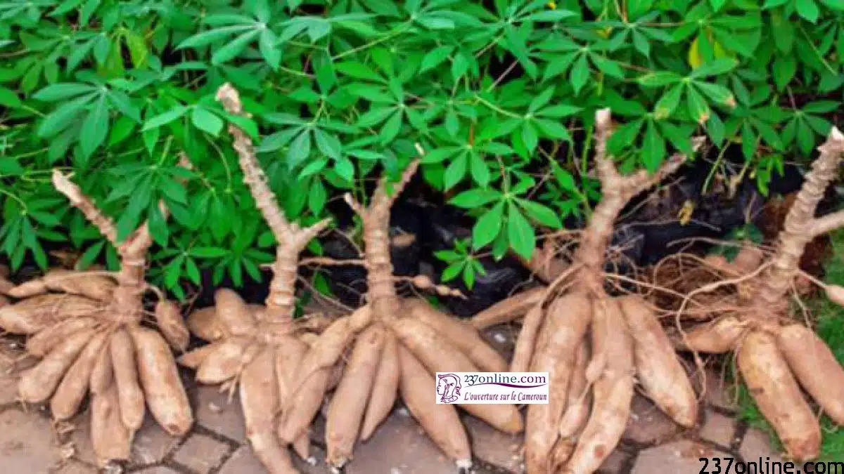 Les bienfaits du manioc pour les problèmes de prostate