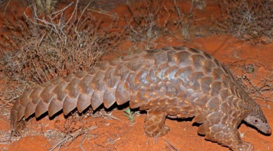 Pangolin