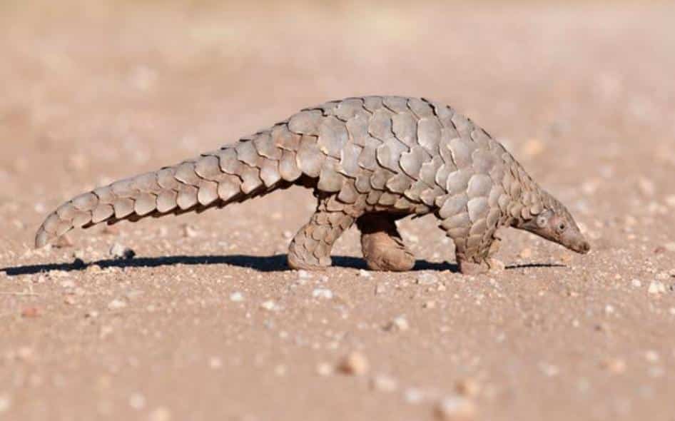 L'effet pangolin