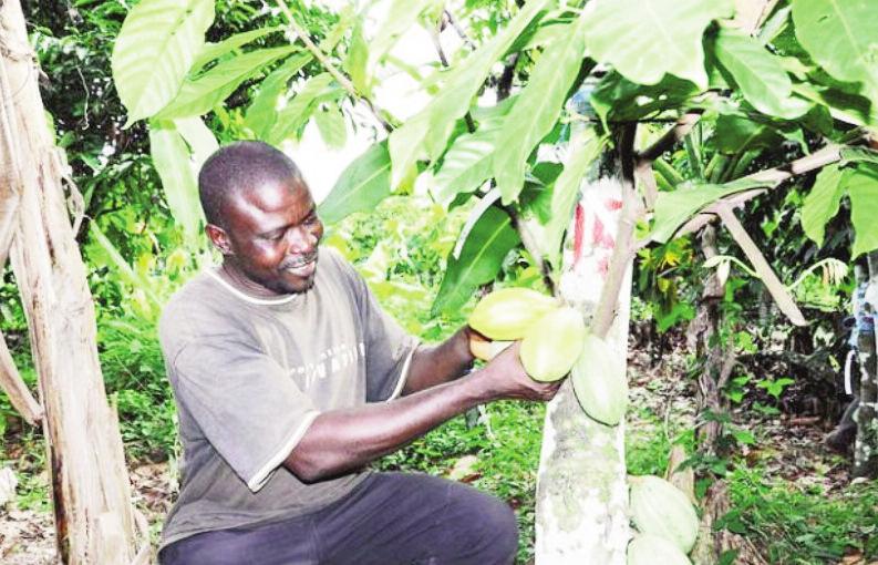 Cameroun – Café-cacao : Plus de 6 milliards pour le guichet producteurs